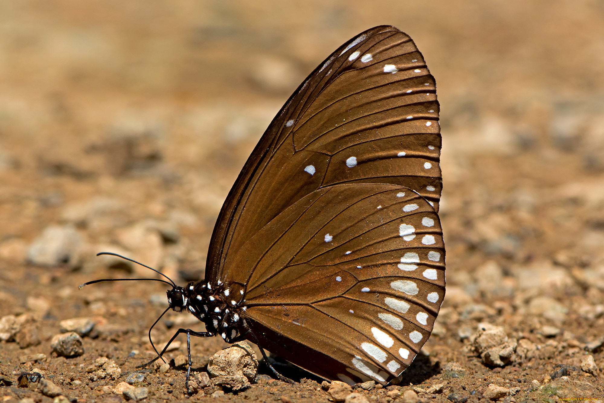 euploea core - common indian crow, , ,  ,  , 